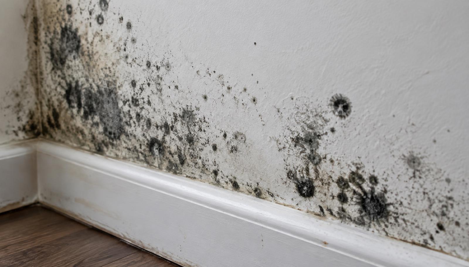 What Does Black Mold Look Like? A Homeowner's Guide